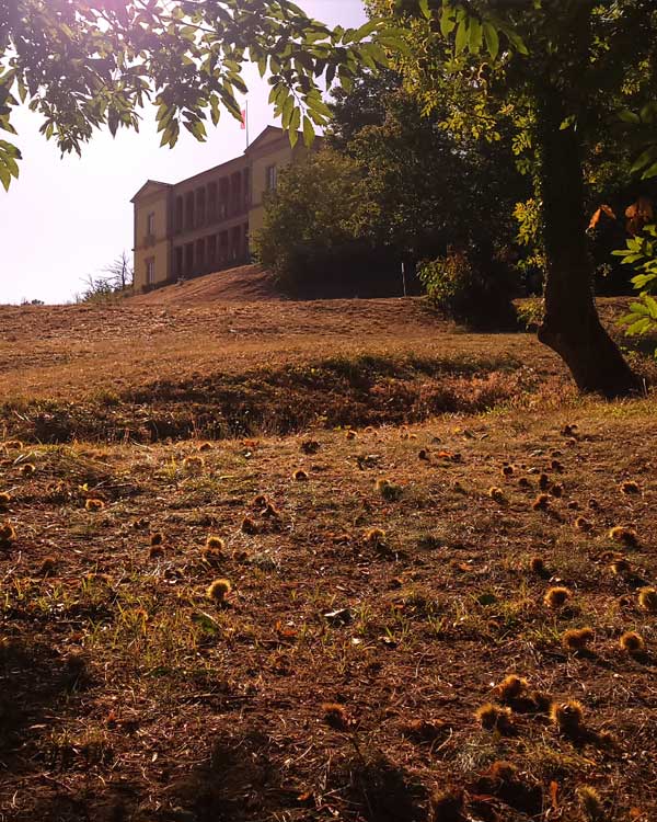 Mandelblüten am der Mandelmeile mit Blick auf das Schloss Villa Ludwigshöhe